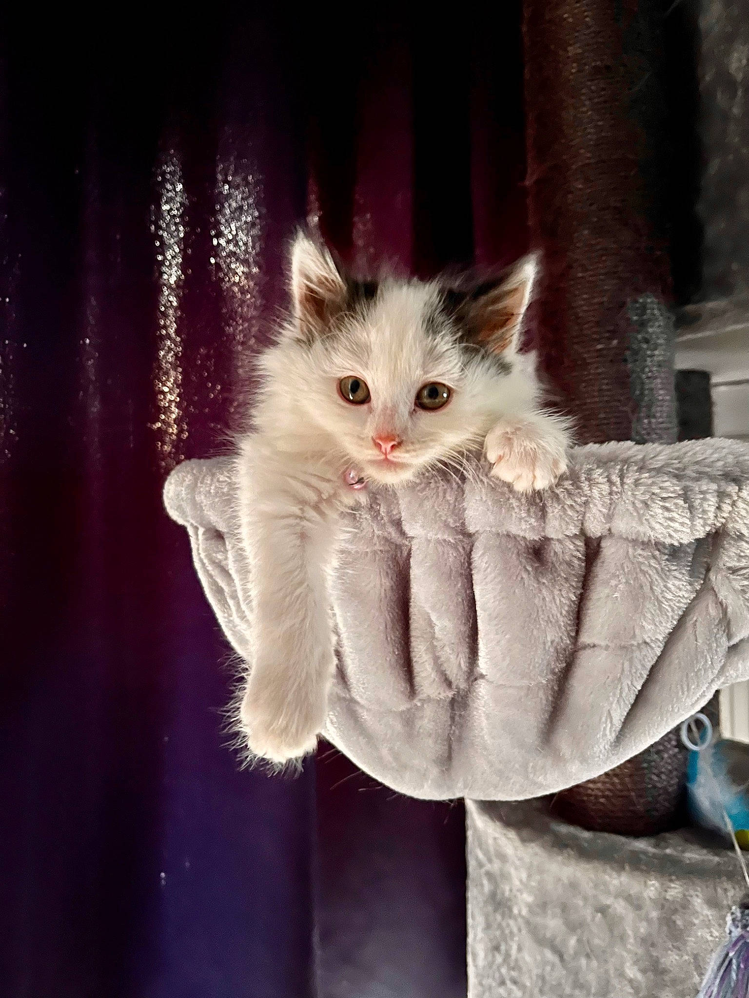 Olive participe au concours pour gagner de l'argent avec cette photo : british_longhair, carnivore, cat, claw, domestic_short_haired_cat, fawn, felidae, fur, paw, photo_caption, sitting, small_to_medium_sized_cats, tail, whiskers