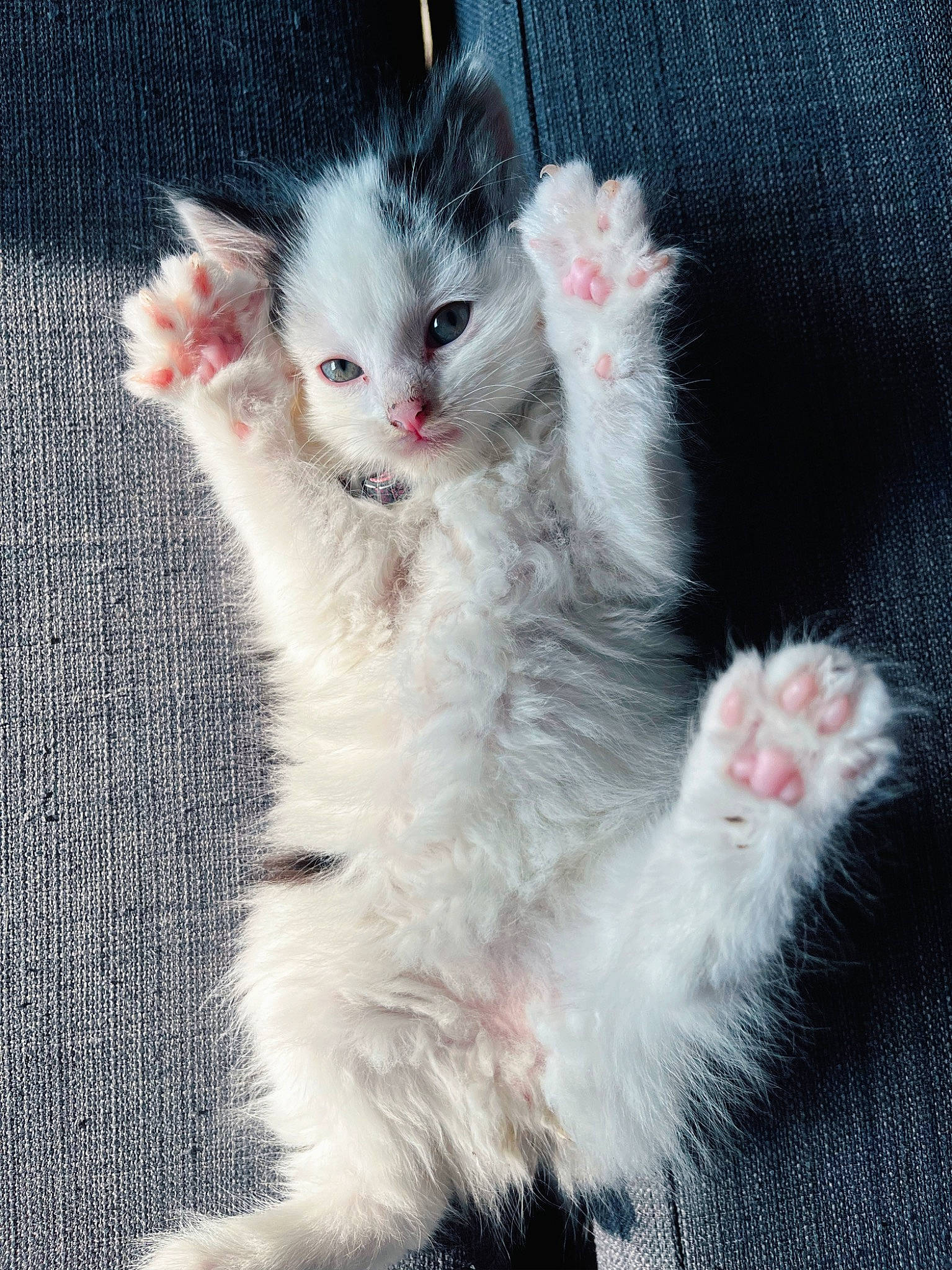 Olive a rejoint le concours — aidez-le/la à gagner de superbes lots ! carnivore, cat, claw, domestic_short_haired_cat, felidae, foot, fur, gesture, iris, paw, plant, small_to_medium_sized_cats, tail, whiskers