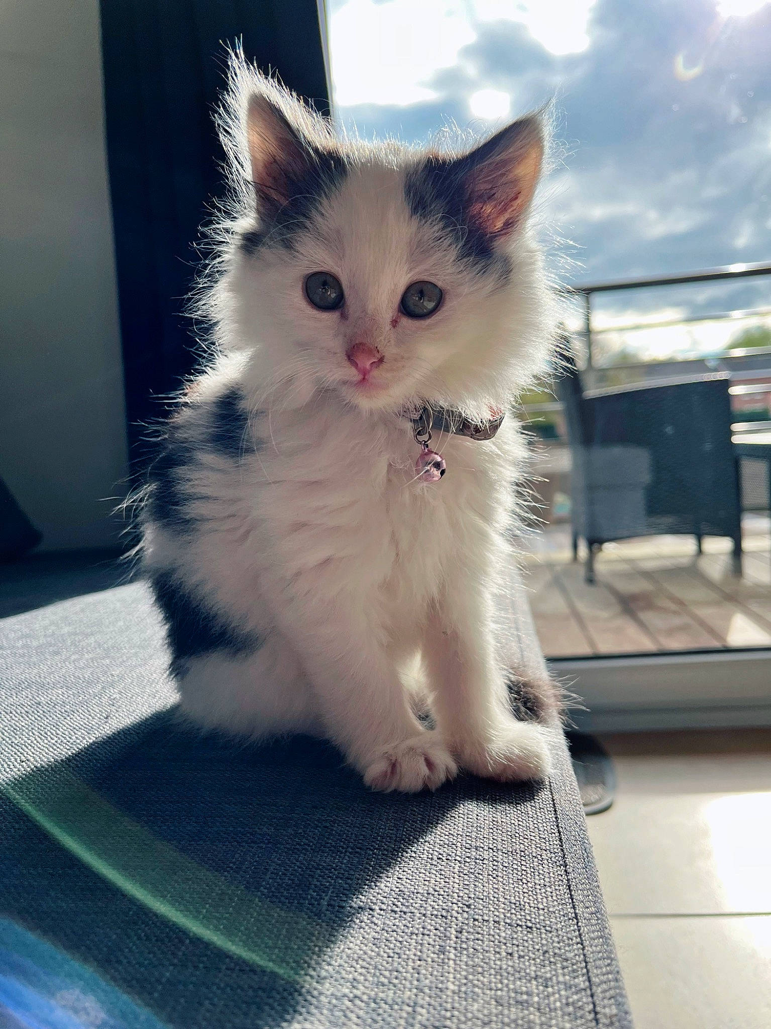 Olive a rejoint le concours — aidez-le/la à gagner de superbes lots ! british_longhair, carnivore, cat, claw, cloud, domestic_short_haired_cat, felidae, flooring, foot, fur, paw, sitting, sky, small_to_medium_sized_cats, snout, tail, whiskers