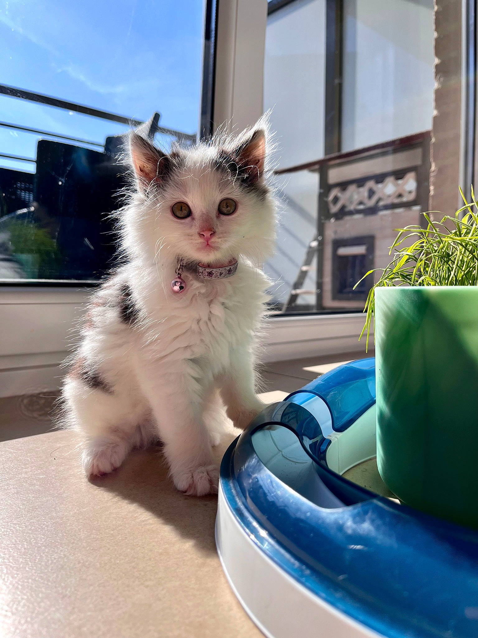 Olive participe au concours pour gagner de l'argent avec cette photo : automotive_tire, carnivore, cat, companion_dog, domestic_short_haired_cat, electric_blue, felidae, flooring, flowerpot, fur, glass, paw, plant, recreation, sitting, sky, small_to_medium_sized_cats, tail, whiskers, window