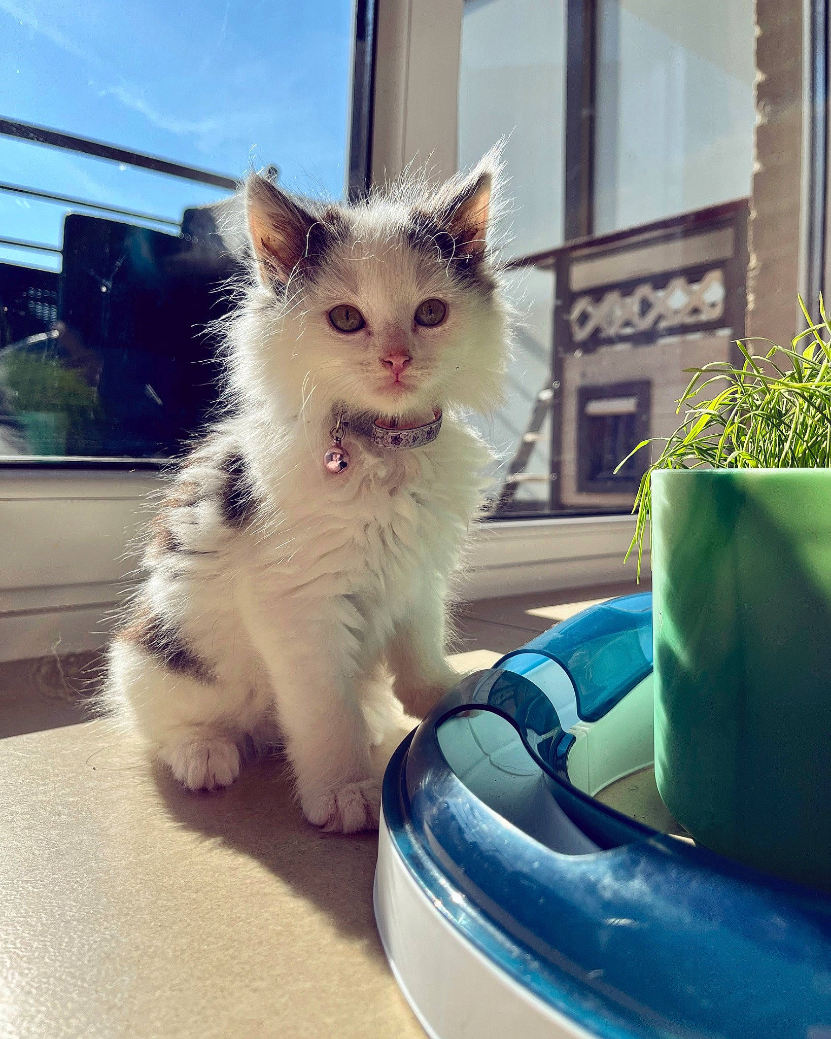 Olive participe au concours pour gagner de l'argent avec cette photo : automotive_exterior, automotive_tire, bumper, carnivore, cat, companion_dog, domestic_short_haired_cat, felidae, fur, metal, paw, plant, sitting, sky, small_to_medium_sized_cats, tail, vehicle, whiskers, window, windshield