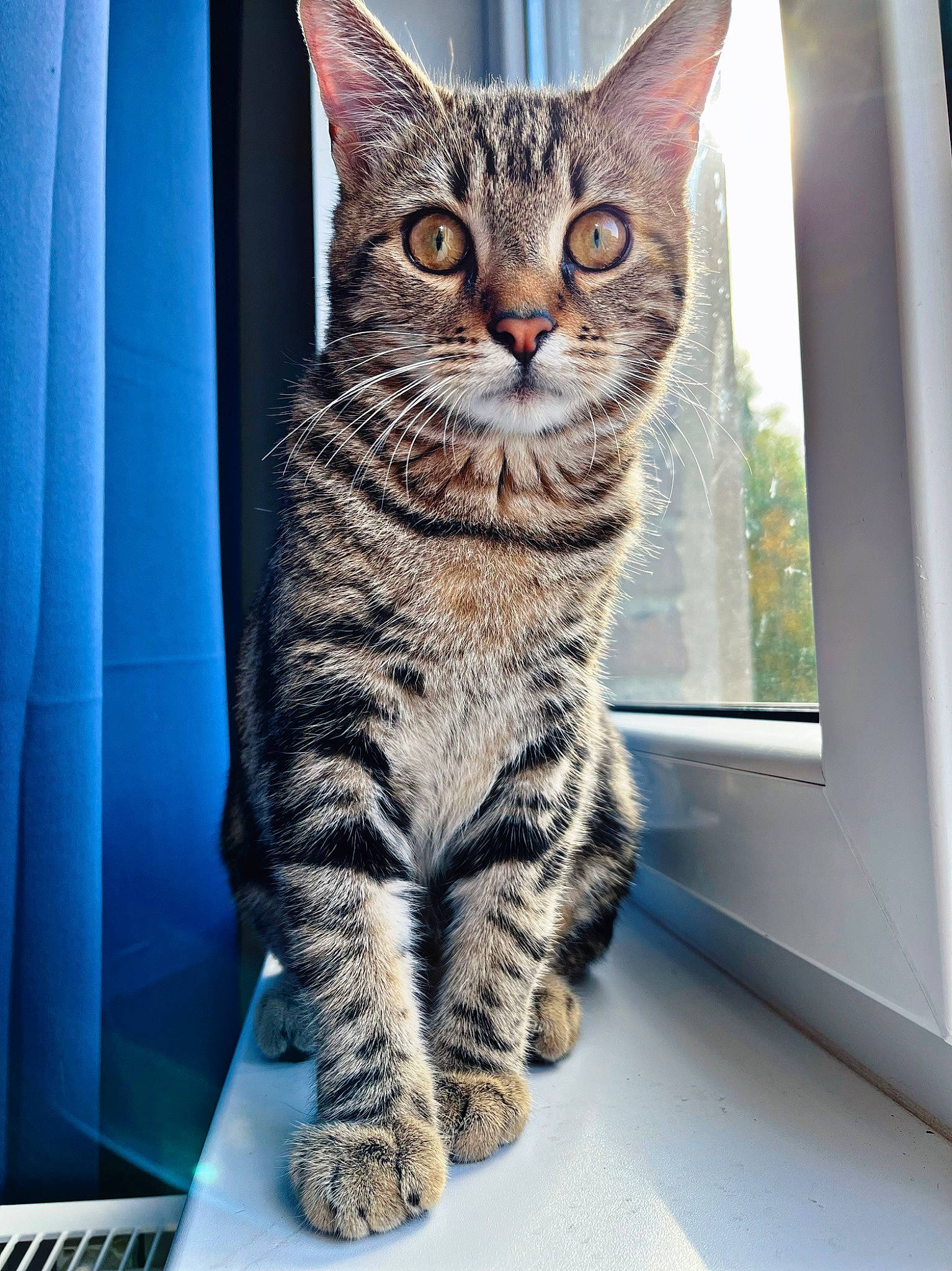 Phinéas participe au concours pour gagner de l'argent avec cette photo : art, carnivore, cat, domestic_short_haired_cat, eye, felidae, fur, paw, rectangle, sitting, small_to_medium_sized_cats, snout, tail, terrestrial_animal, whiskers, window