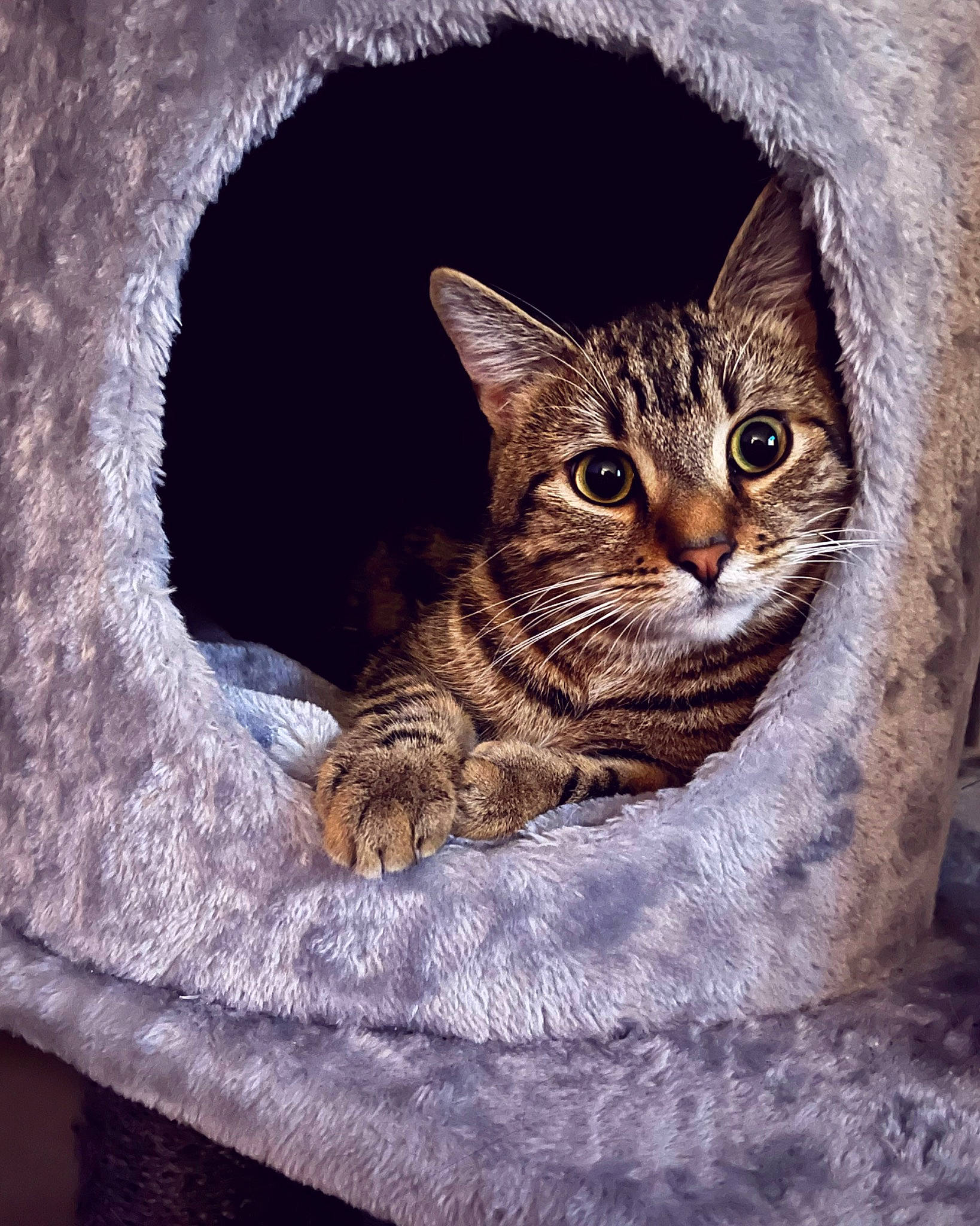 Phinéas a rejoint le concours — aidez-le/la à gagner de superbes lots ! art, carnivore, cat, cat_bed, cat_supply, circle, comfort, domestic_short_haired_cat, door, felidae, fur, mammal, paw, small_to_medium_sized_cats, snout, terrestrial_animal, tree, vertebrate, whiskers, window