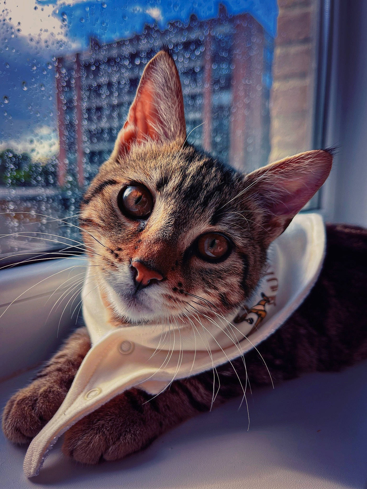 Phinéas a rejoint le concours — aidez-le/la à gagner de superbes lots ! carnivore, cat, city, claw, cloud, domestic_short_haired_cat, fawn, felidae, fur, grass, paw, sitting, sky, small_to_medium_sized_cats, snout, tail, tree, whiskers, wildlife, window