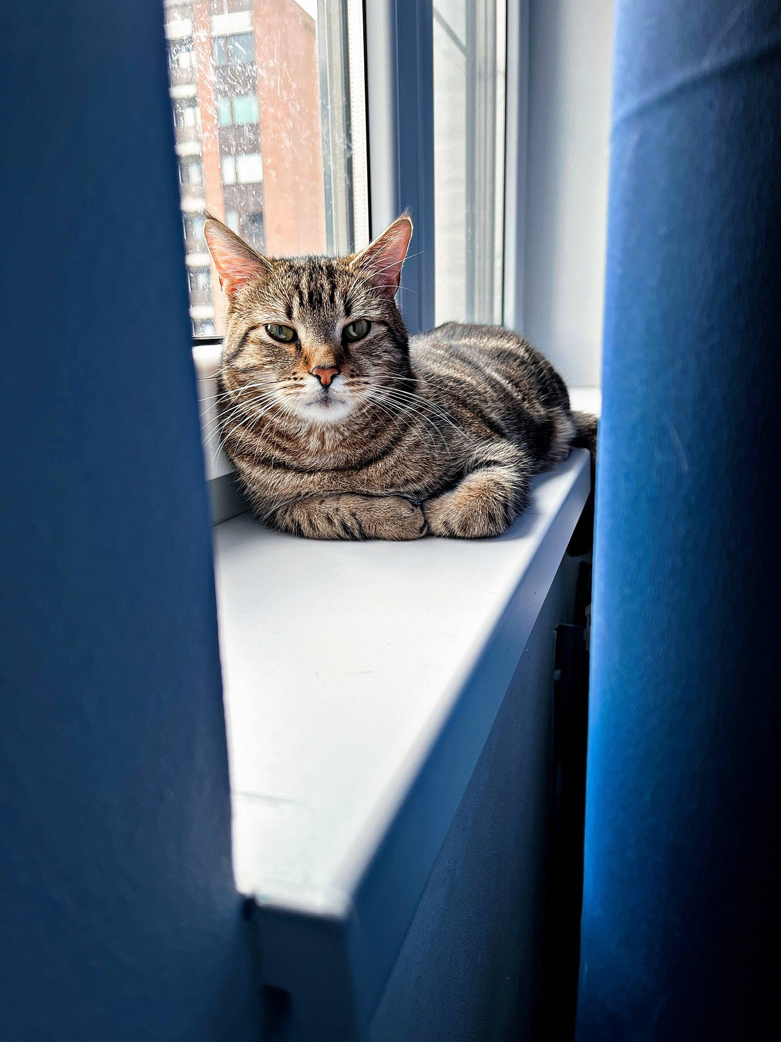 Phinéas a rejoint le concours — aidez-le/la à gagner de superbes lots ! carnivore, cat, domestic_short_haired_cat, door, felidae, fur, grey, sitting, small_to_medium_sized_cats, snout, tail, terrestrial_animal, tree, whiskers, wildlife, window, wood