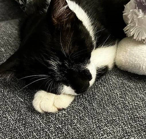 Oréo participe au concours pour gagner de l'argent avec cette photo : carnivore, cat, claw, cloud, comfort, domestic_short_haired_cat, eye, felidae, foot, fur, gesture, human_leg, monochrome, monochrome_photography, paw, small_to_medium_sized_cats, snout, tail, terrestrial_animal, whiskers