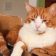 Moby is registered to the contest to win money with this photo: animal, box, cardboard_box, cat, cute, domestic_cat, ears, feline, fluffy, fur, household, indoor, lazy, orange_cat, pet, relaxed, resting, tail, whiskers, white_cat