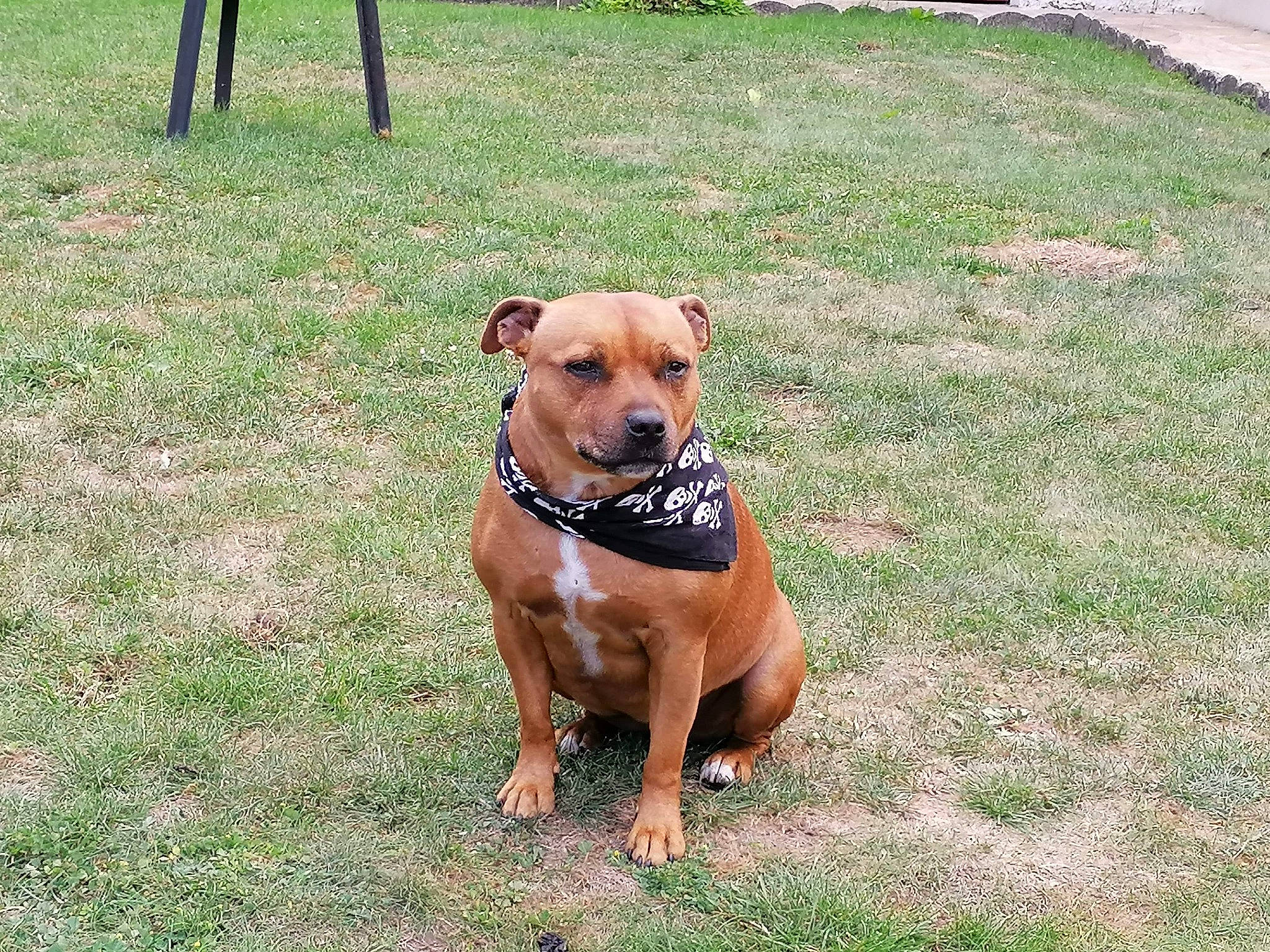 Hyona a rejoint le concours — aidez-le/la à gagner de superbes lots ! canidae, carnivore, collar, companion_dog, dog, dog_breed, dog_collar, dog_supply, fawn, grass, guard_dog, leash, liver, paw, pet_supply, snout, tail, toy_dog, working_animal, working_dog