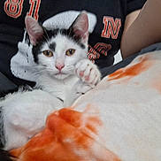 Arlo a rejoint le concours — aidez-le/la à gagner de superbes lots ! cat, kitten, black_and_white, person, lap, orange_blanket, white_blanket, indoor, pet, animal, cute, feline, paw, nose, relaxing, young_cat, fur, comfort, casual_clothing, resting