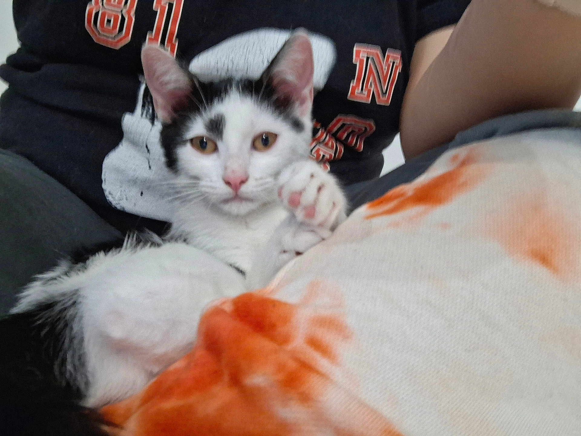 Arlo a rejoint le concours — aidez-le/la à gagner de superbes lots ! cat, kitten, black_and_white, person, lap, orange_blanket, white_blanket, indoor, pet, animal, cute, feline, paw, nose, relaxing, young_cat, fur, comfort, casual_clothing, resting