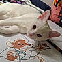 cat, white_cat, paint_by_numbers, artwork, markers, drawing, desk, creative, animal, pet, relaxed, illustration, coloring, workspace, cute, feline, stationery, table, indoors, art_supplies