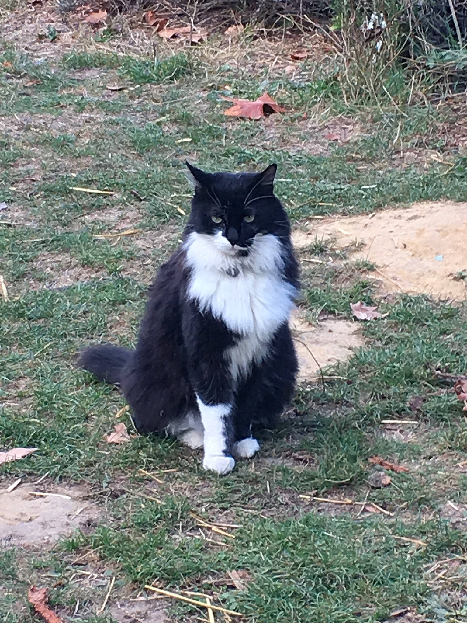 Minette a rejoint le concours — aidez-le/la à gagner de superbes lots ! black_cat, british_longhair, carnivore, cat, domestic_short_haired_cat, felidae, fur, grass, groundcover, mammal, plant, siberian, sitting, small_to_medium_sized_cats, snout, soil, tail, terrestrial_animal, whiskers