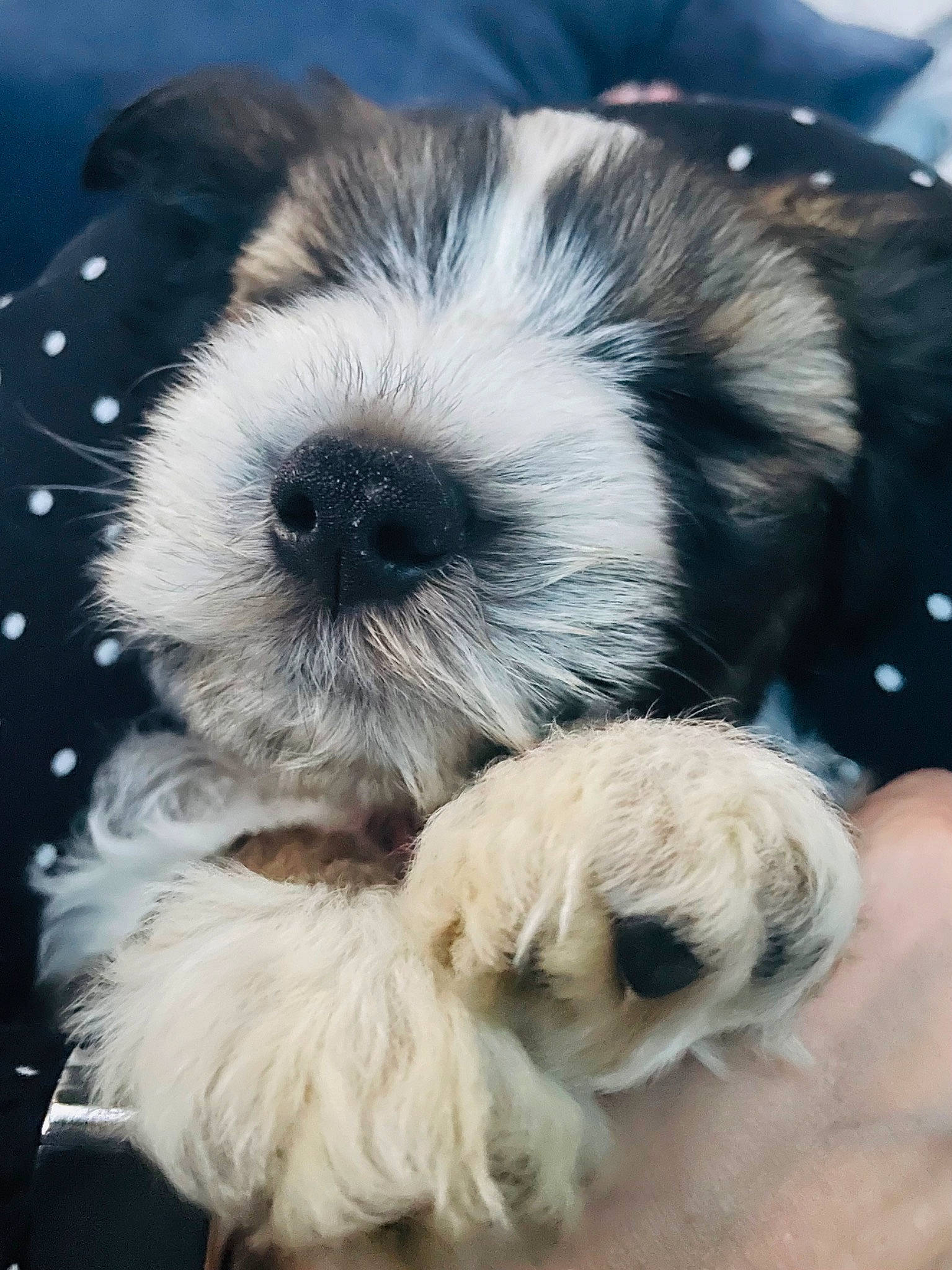 Alfie joined the competition — help win amazing prizes! canidae, carnivore, companion_dog, dog, dog_breed, fur, liver, mal_shi, maltepoo, non_sporting_group, paw, puppy, shih_tzu, small_terrier, snout, sporting_group, tail, terrier, toy_dog, working_animal