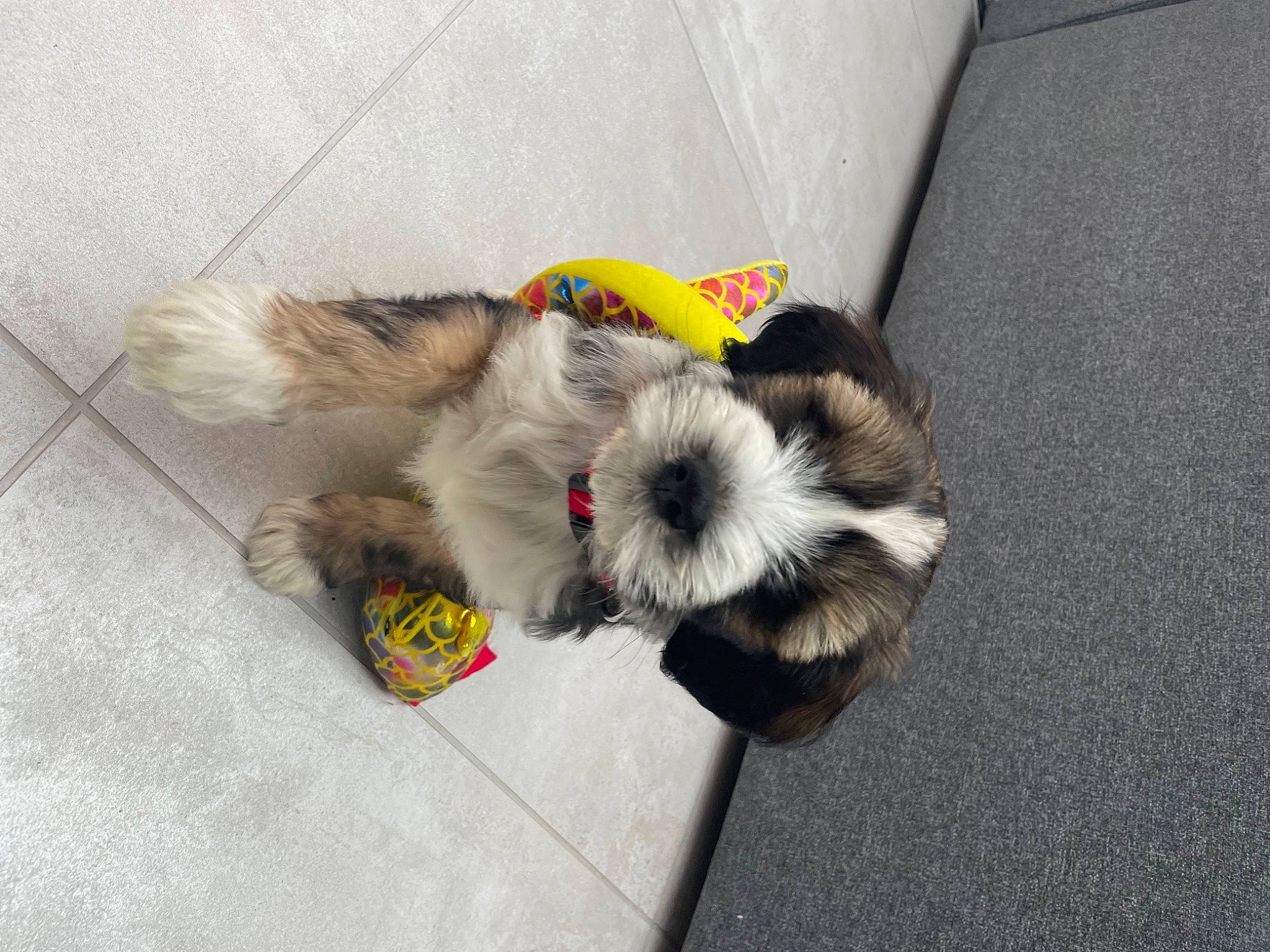 Alfie joined the competition — help win amazing prizes! carnivore, comfort, companion_dog, dog, dog_bed, dog_breed, dog_supply, felidae, flooring, fur, mal_shi, non_sporting_group, paw, puppy_love, small_terrier, tail, terrier, toy_dog, working_animal