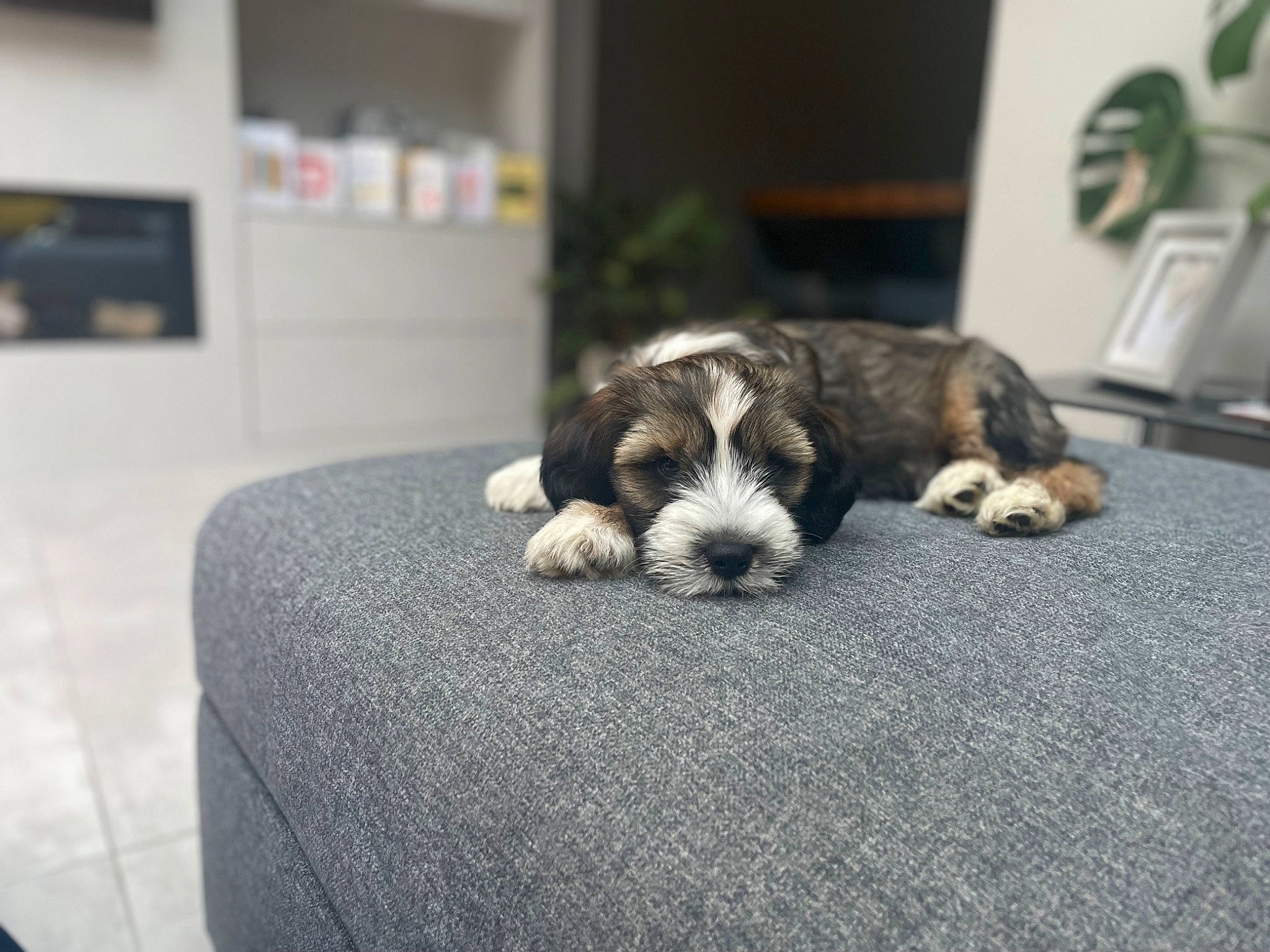 Alfie is registered to the contest to win money with this photo: canidae, carnivore, comfort, companion_dog, dog, dog_breed, dog_supply, flooring, fur, linens, nap, room, small_terrier, sporting_group, tail, terrestrial_animal, terrier, toy_dog