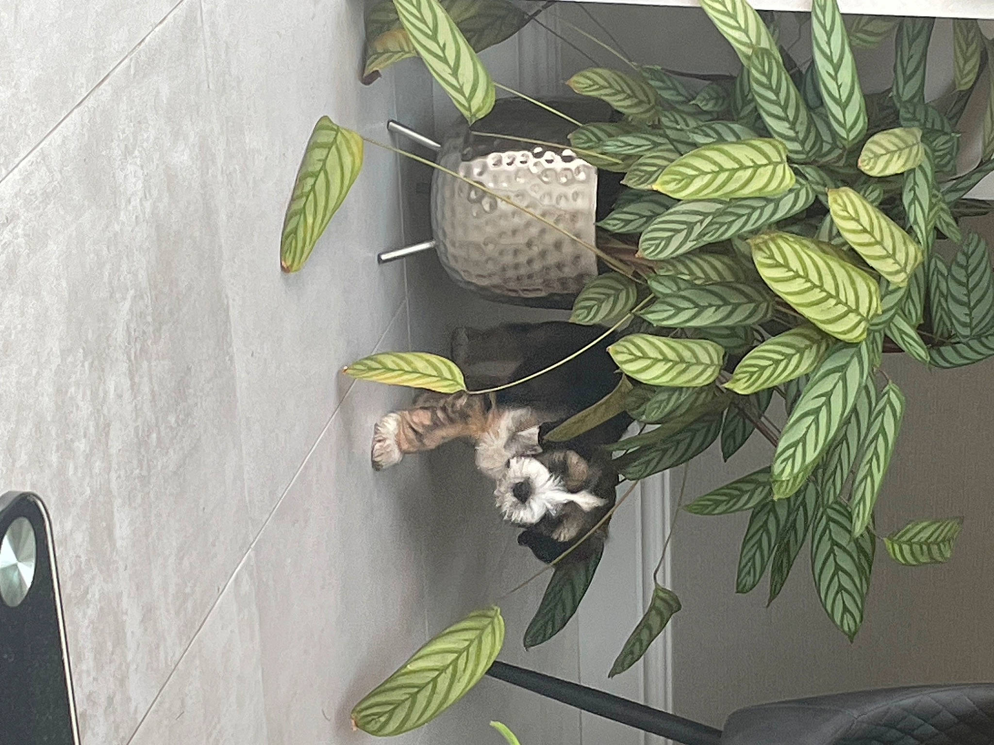 Alfie joined the competition — help win amazing prizes! arecales, art, carnivore, dog, flowering_plant, flowerpot, grass, green, herb, houseplant, leaf, organism, palm_tree, pattern, plant, room, tail, terrestrial_plant, tree, twig