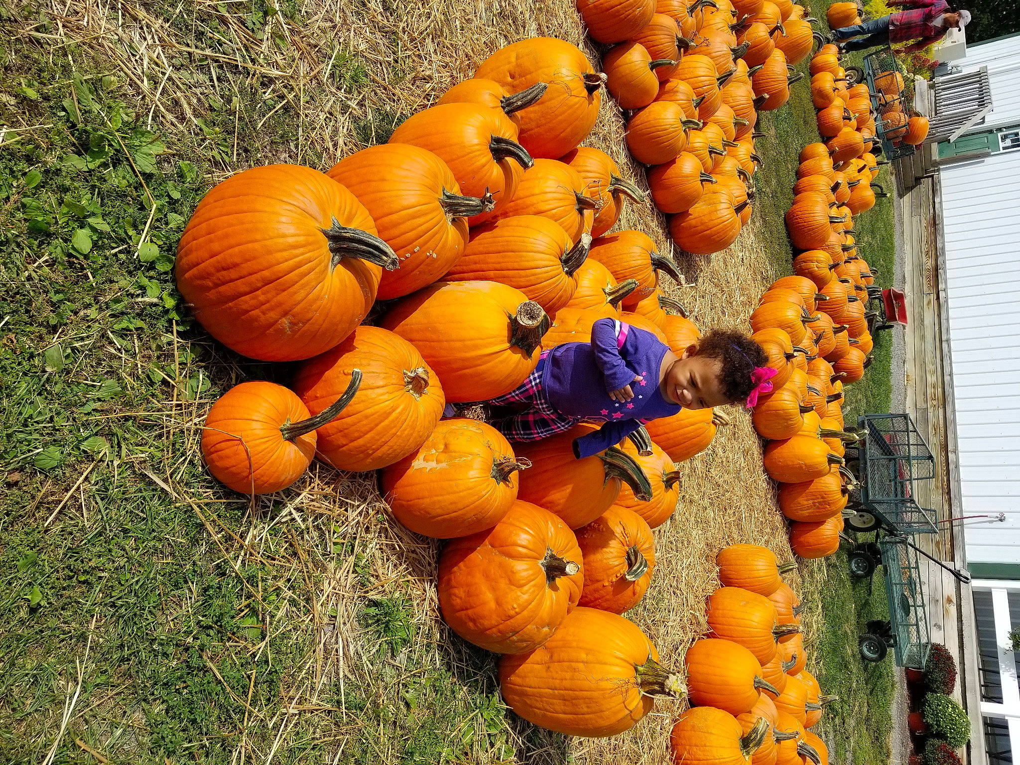 Zmarianna is registered to the contest to win money with this photo: _and_melon_family, _gourd, calabaza, cucumber, cucurbita, food, fruit, gourd, local_food, natural_foods, person, plant, produce, pumpkin, squash, vegetable, vegetarian_food, winter_squash