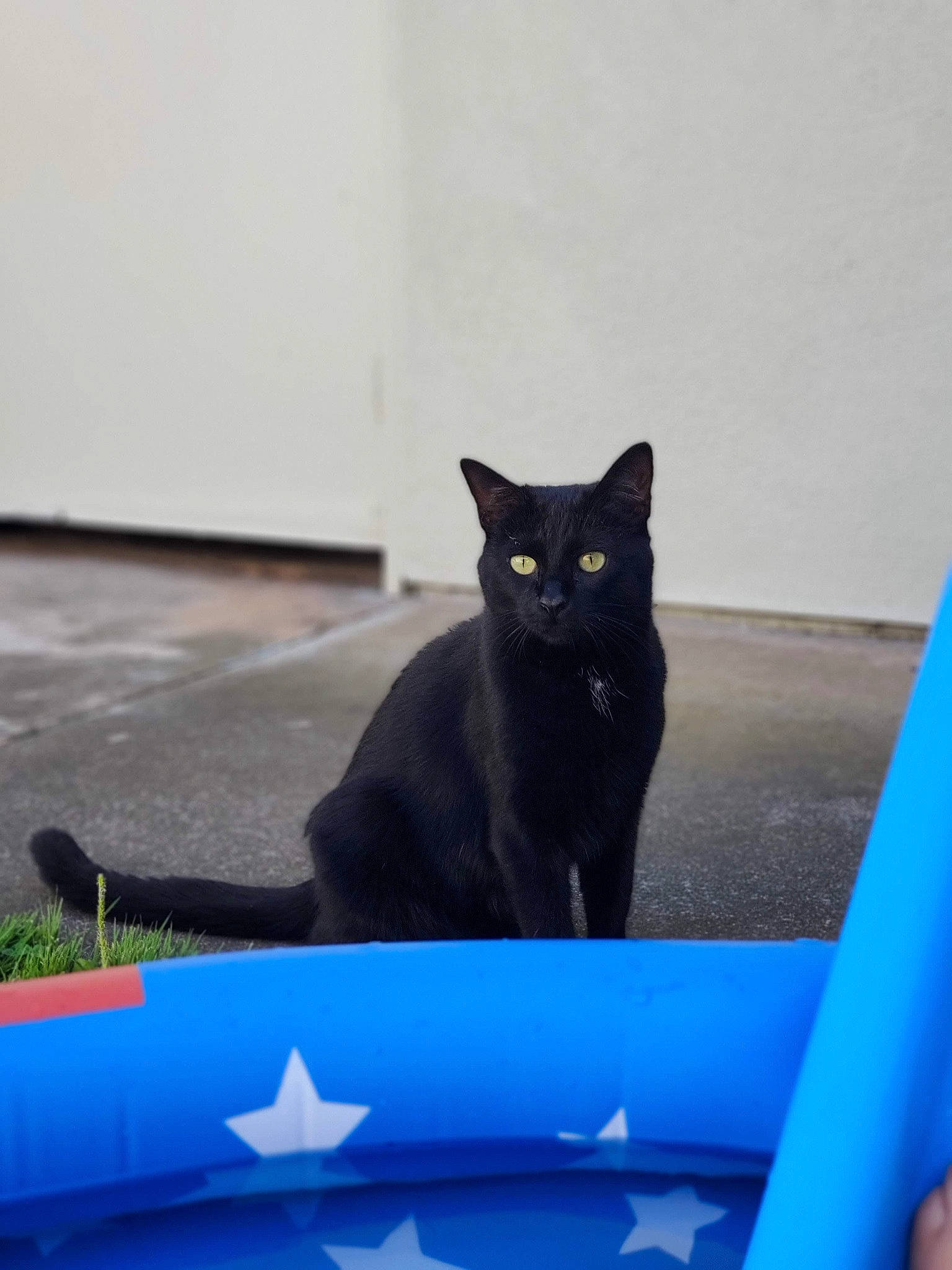 Luna joined the competition — help win amazing prizes! black_cat, blue, bombay, carnivore, cat, domestic_short_haired_cat, electric_blue, felidae, gas, grey, line, shadow, small_to_medium_sized_cats, snout, tail, tints_and_shades, vertebrate, water, whiskers, window