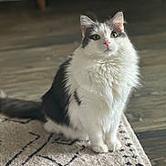 Plooty is registered to the contest to win money with this photo: cat, fluffy, white, gray, sitting, rug, indoor, floor, curious, pet, animal, feline, fur, whiskers, ears, eyes, home, cozy, domestic, portrait
