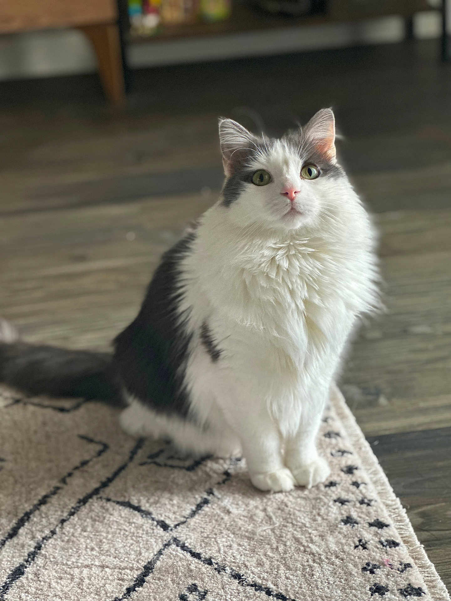 Plooty is registered to the contest to win money with this photo: cat, fluffy, white, gray, sitting, rug, indoor, floor, curious, pet, animal, feline, fur, whiskers, ears, eyes, home, cozy, domestic, portrait
