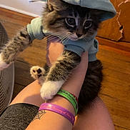 Shoko is registered to the contest to win money with this photo: kitten, cat, hoodie, clothing, person, arm, bracelet, tattoo, floor, wooden_door, drawing, wall, indoor, furniture, hand, paw, fur, cute, pet, holding