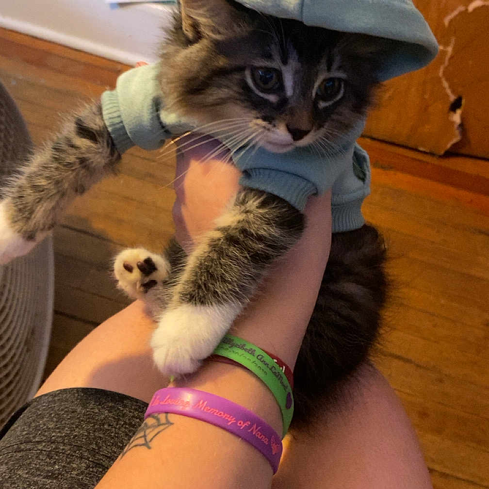 Shoko is registered to the contest to win money with this photo: arm, bracelet, cat, clothing, cute, drawing, floor, fur, furniture, hand, holding, hoodie, indoor, kitten, paw, person, pet, tattoo, wall, wooden_door