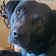 Elsie is registered to the contest to win money with this photo: dog, black_dog, close_up, portrait, snout, nose, amber_eyes, indoor, wall, lamp, couch, furniture, pet, companion, domestic_animal, fur, paw, tilted_head, curious, shiny_coat