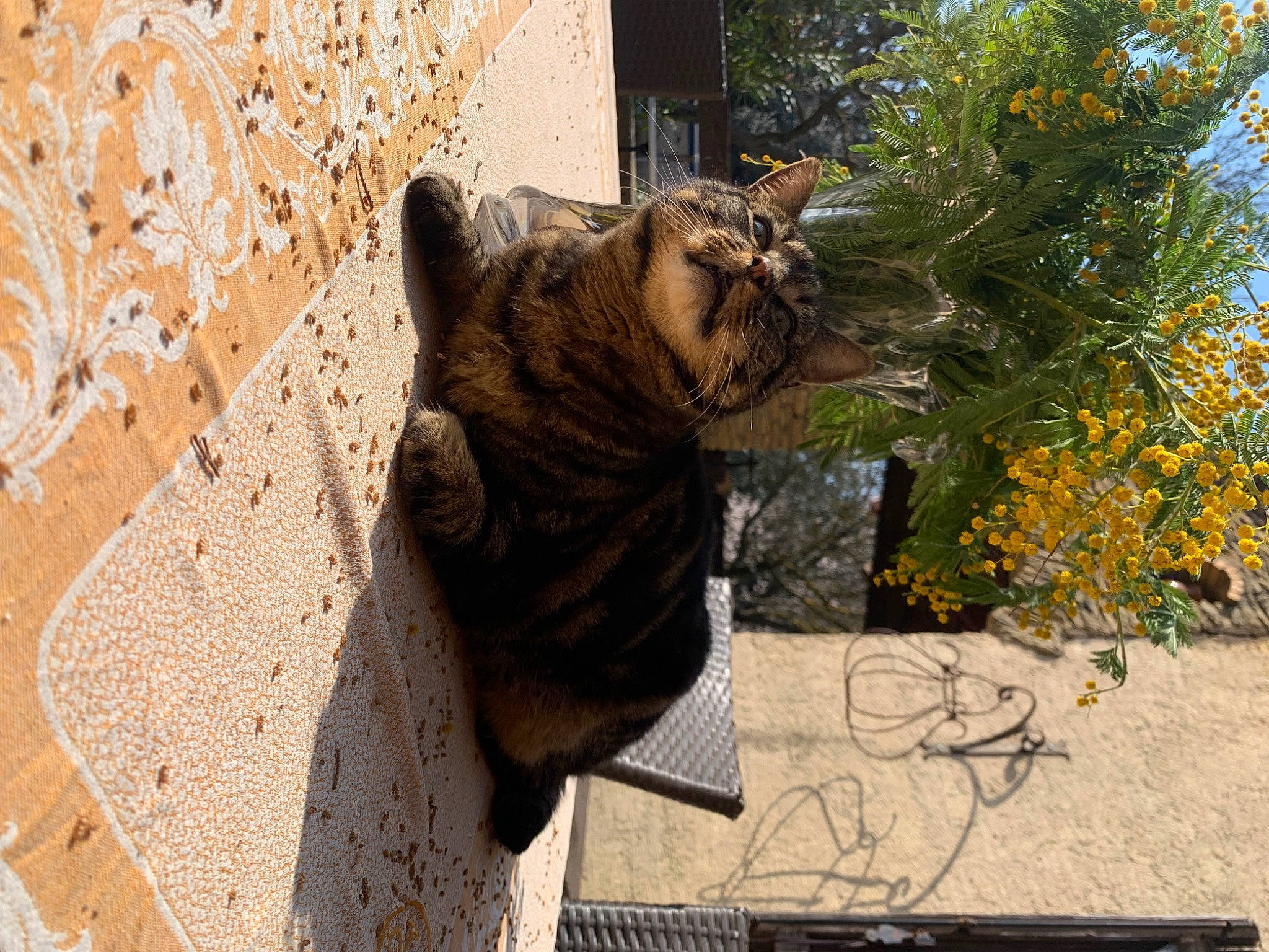 Linette participe au concours pour gagner de l'argent avec cette photo : art, carnivore, cat, domestic_short_haired_cat, fawn, felidae, flower, fur, grass, plant, sculpture, small_to_medium_sized_cats, snout, tail, terrestrial_animal, tree, whiskers, window, wood, working_animal