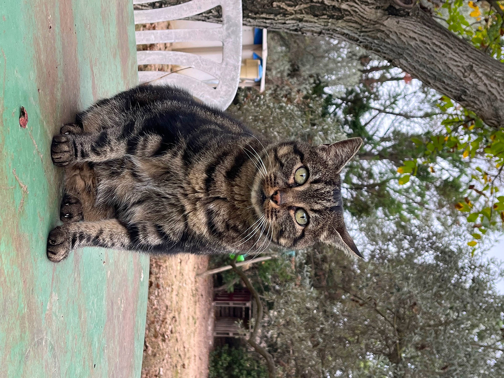 Linette a rejoint le concours — aidez-le/la à gagner de superbes lots ! carnivore, cat, domestic_short_haired_cat, felidae, fur, grass, plant, small_to_medium_sized_cats, sporting_group, tail, terrestrial_animal, tree, trunk, twig, whiskers, wildlife, wood