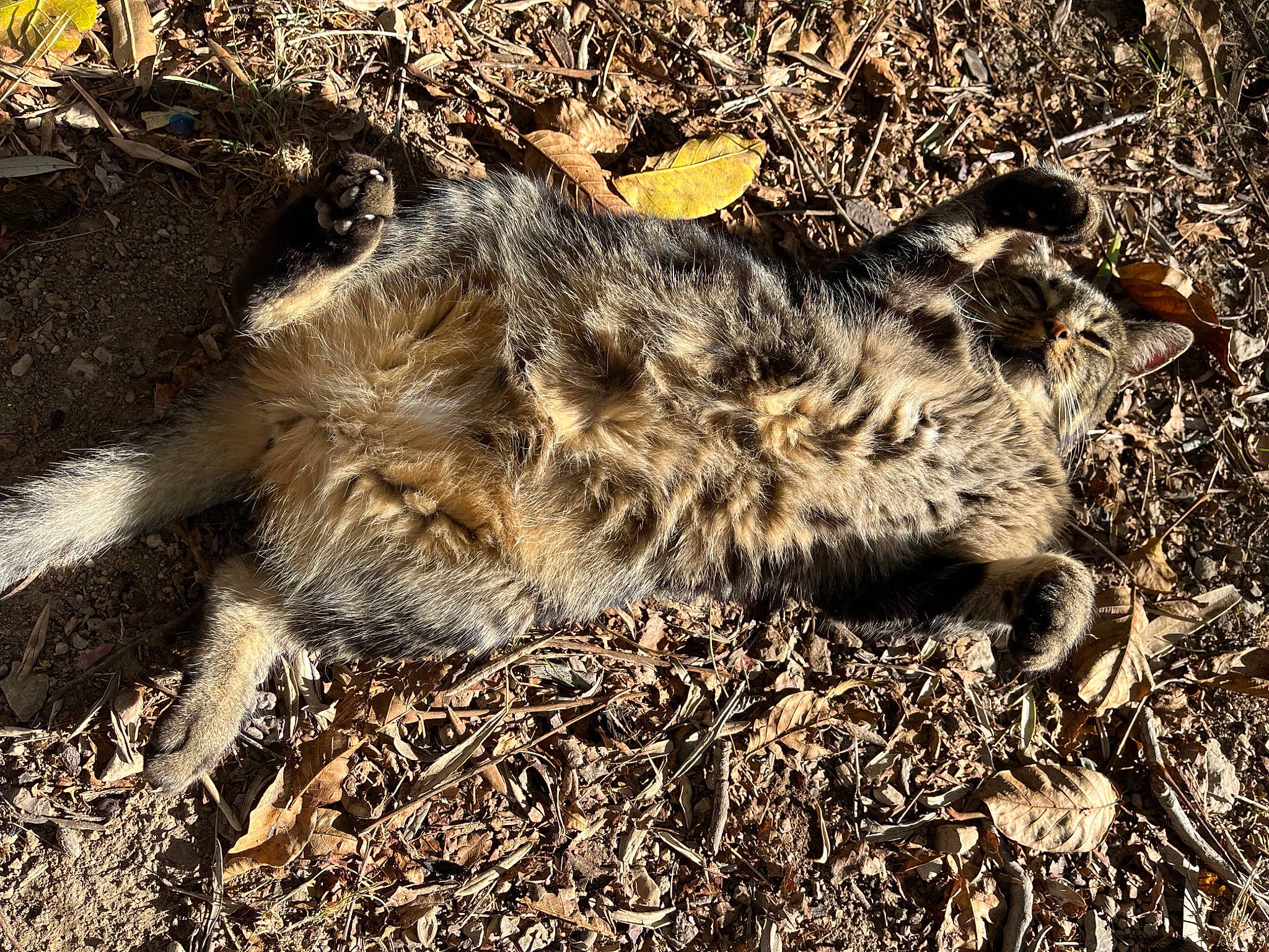 Linette participe au concours pour gagner de l'argent avec cette photo : fur, grass, soil, terrestrial_animal