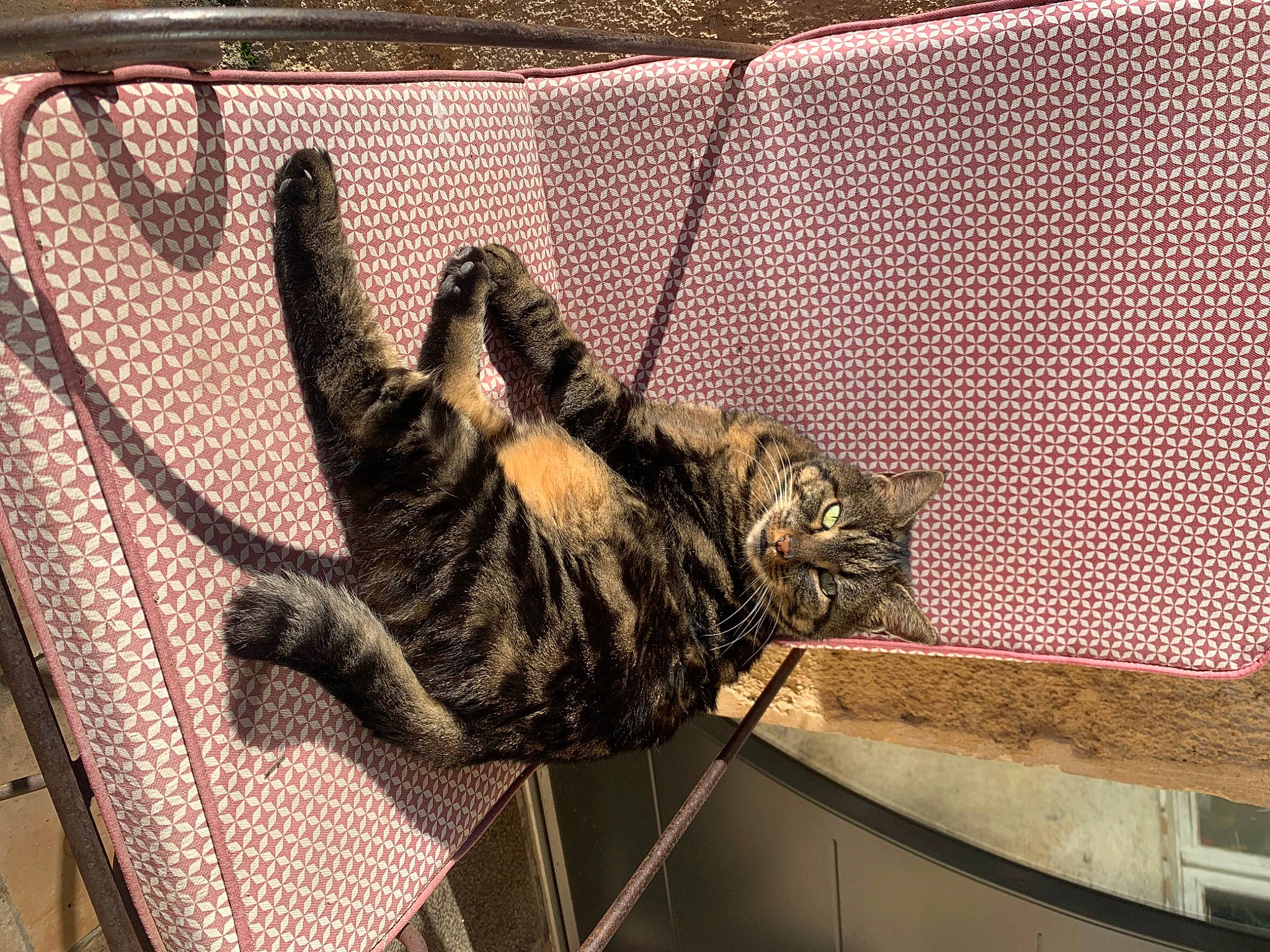 Linette a rejoint le concours — aidez-le/la à gagner de superbes lots ! carnivore, cat, comfort, domestic_short_haired_cat, felidae, fur, mesh, paw, pet_supply, room, small_to_medium_sized_cats, tail, terrestrial_animal, whiskers