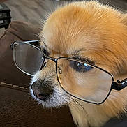 Toby joined the competition — help win amazing prizes! animal, brown_fur, close_up, companion, couch, cute, dog, domestic_animal, eyewear, face, fur, furniture, glasses, indoor, living_room, nose, pet, portrait, snout, whiskers