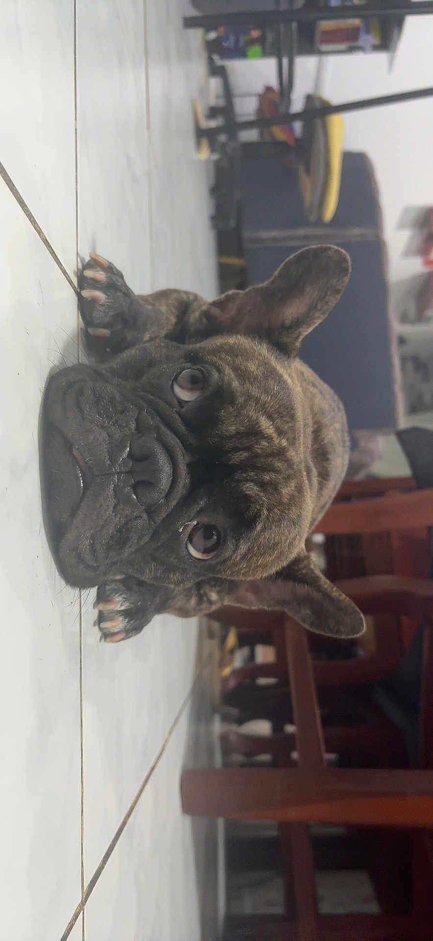 Gorda joined the competition — help win amazing prizes! dog, french_bulldog, brindle, indoor, floor, tile, pet, animal, lying_down, close_up, looking_up, ears, paws, wooden_furniture, home, cozy, domestic, cute, companion, portrait
