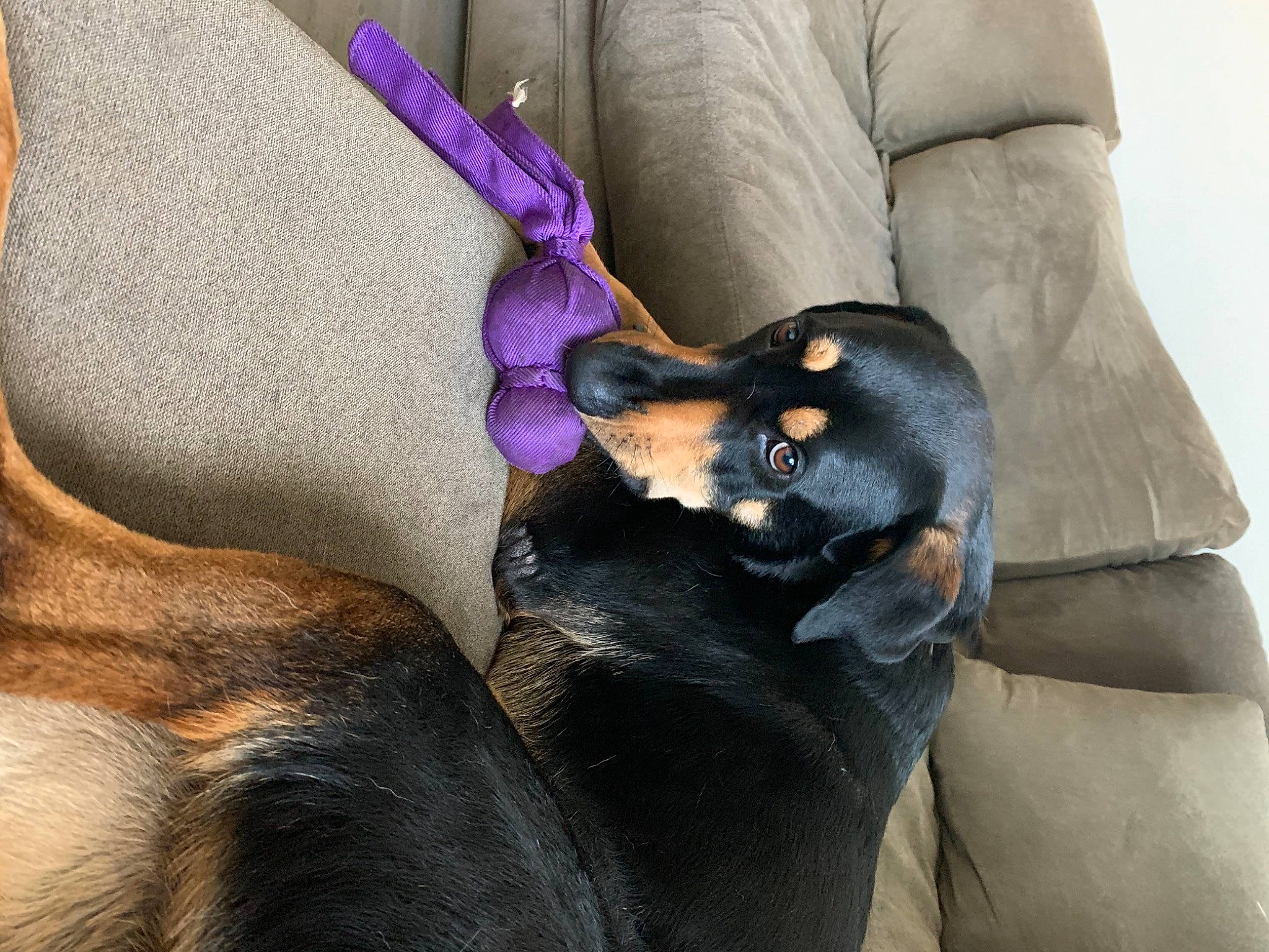 Knox is registered to the contest to win money with this photo: canidae, carnivore, comfort, companion_dog, dog, dog_breed, ear, fawn, mammal, montenegrin_mountain_hound, nail, paw, pinscher, prazsky_krysarik, purple, snout, sporting_group, toy_dog, working_animal, wrist