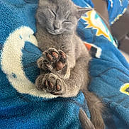 Luna joined the competition — help win amazing prizes! kitten, cat, sleeping, paws, pink_paw_pads, gray_fur, blanket, blue, cozy, cute, pet, feline, resting, indoor, animal, close_up, soft, tail, napping, fur