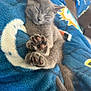 kitten, cat, sleeping, paws, pink_paw_pads, gray_fur, blanket, blue, cozy, cute, pet, feline, resting, indoor, animal, close_up, soft, tail, napping, fur