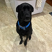 Shelby joined the competition — help win amazing prizes! dog, black_dog, blue_collar, pet, kitchen, floor, tile, appliance, stove, towel, indoor, animal, sitting, looking_up, companion, cute, domestic, canine, household, flooring