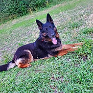 Luna is registered to the contest to win money with this photo: animal, canine, companion, dog, ears_up, fence, fur, german_shepherd, grass, greenery, happy, lying_down, mammal, nature, outdoor, pet, portrait, relaxed, summer, tongue_out