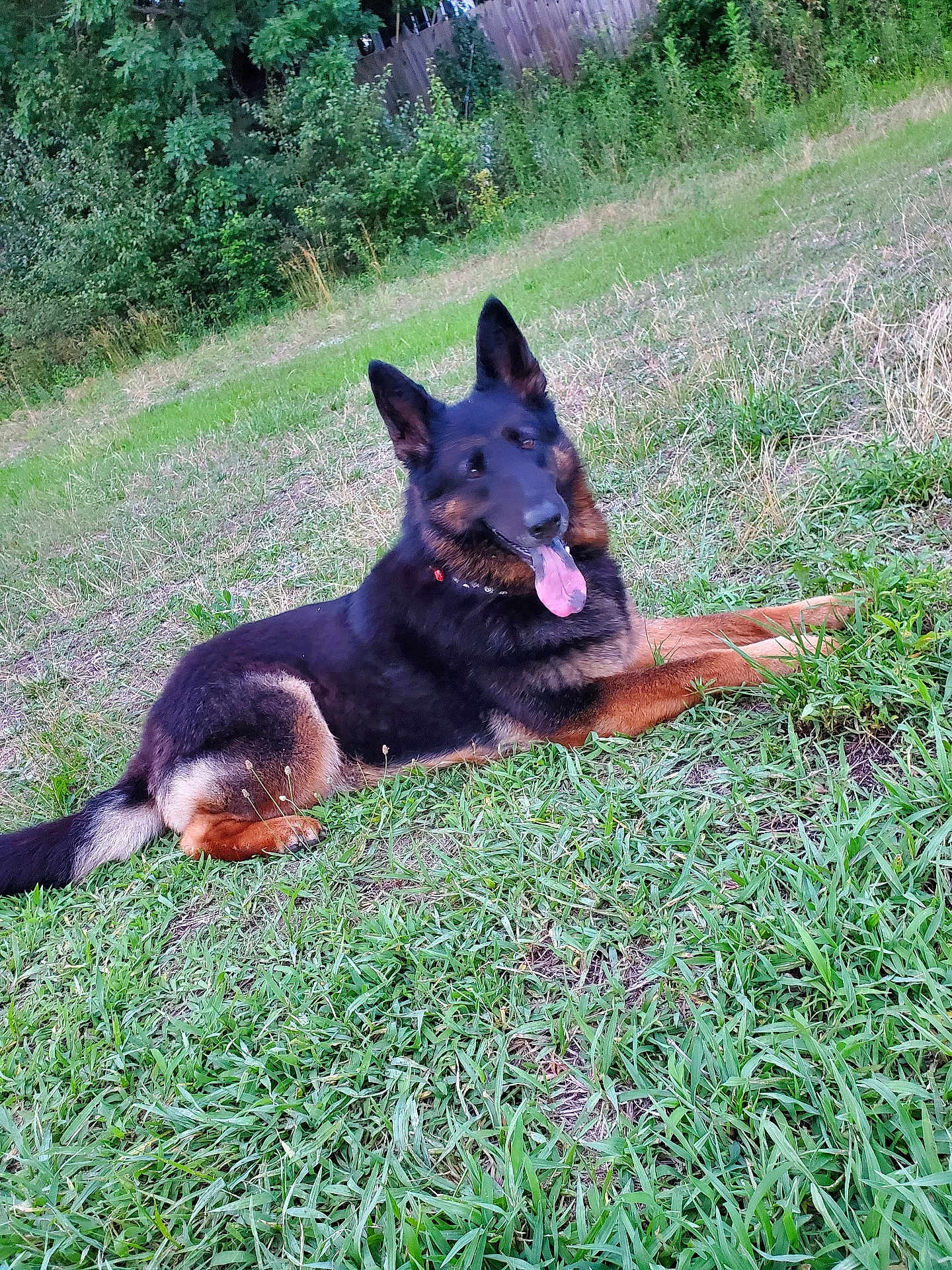 Luna is registered to the contest to win money with this photo: animal, canine, companion, dog, ears_up, fence, fur, german_shepherd, grass, greenery, happy, lying_down, mammal, nature, outdoor, pet, portrait, relaxed, summer, tongue_out