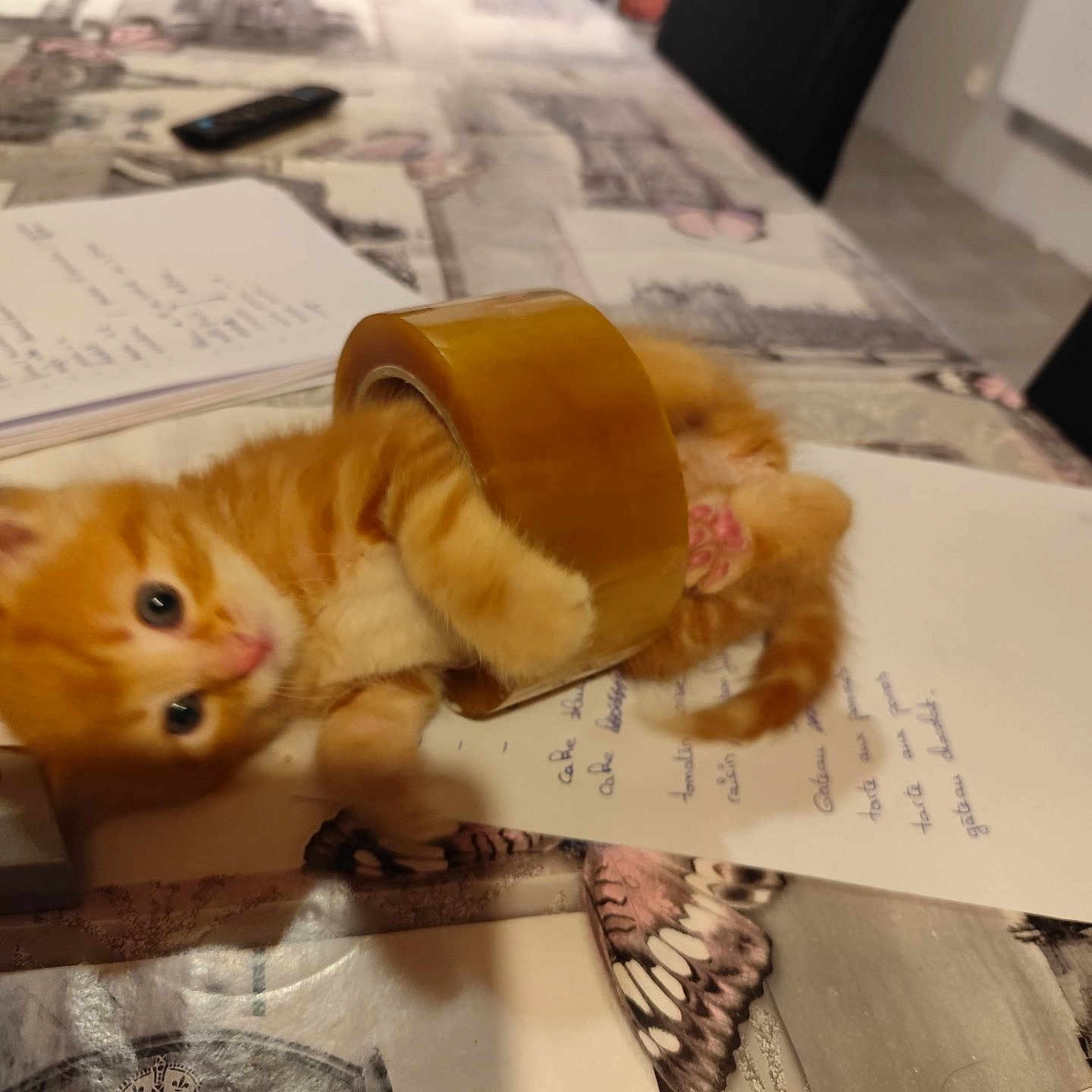 Mirou participe au concours pour gagner de l'argent avec cette photo : kitten, cat, orange_cat, playful, tape, table, papers, butterfly_pattern, furniture, domestic, indoor, cute, pet, animal, small, curious, lying_down, paw, feline, young