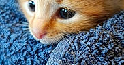 Mirou participe au concours pour gagner de l'argent avec cette photo : kitten, cat, close_up, orange_fur, blue_towel, patterned_fabric, resting, cute, pet, animal, feline, whiskers, soft, cozy, indoor, young, fur, portrait, curious, small