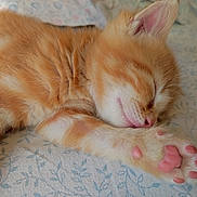 Mirou participe au concours pour gagner de l'argent avec cette photo : kitten, cat, sleeping, paw, orange_tabby, close_up, fur, pink_paw_pads, cozy, cute, resting, domestic_cat, animal, pet, feline, soft, adorable, peaceful, indoor, fabric
