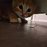 Mirou participe au concours pour gagner de l'argent avec cette photo : kitten, cat, orange_cat, curious, close_up, under_furniture, floor, paw, indoor, pet, young_animal, feline, cute, animal, blurred, low_light, exploration, small, whiskers, fur