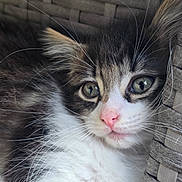 Mocha participe au concours pour gagner de l'argent avec cette photo : cat, kitten, black_and_white, fluffy, long_hair, green_eyes, pink_nose, whiskers, pet, animal, portrait, close_up, face, furry, looking_at_camera, indoors, woven_background, rustic, cute, photography
