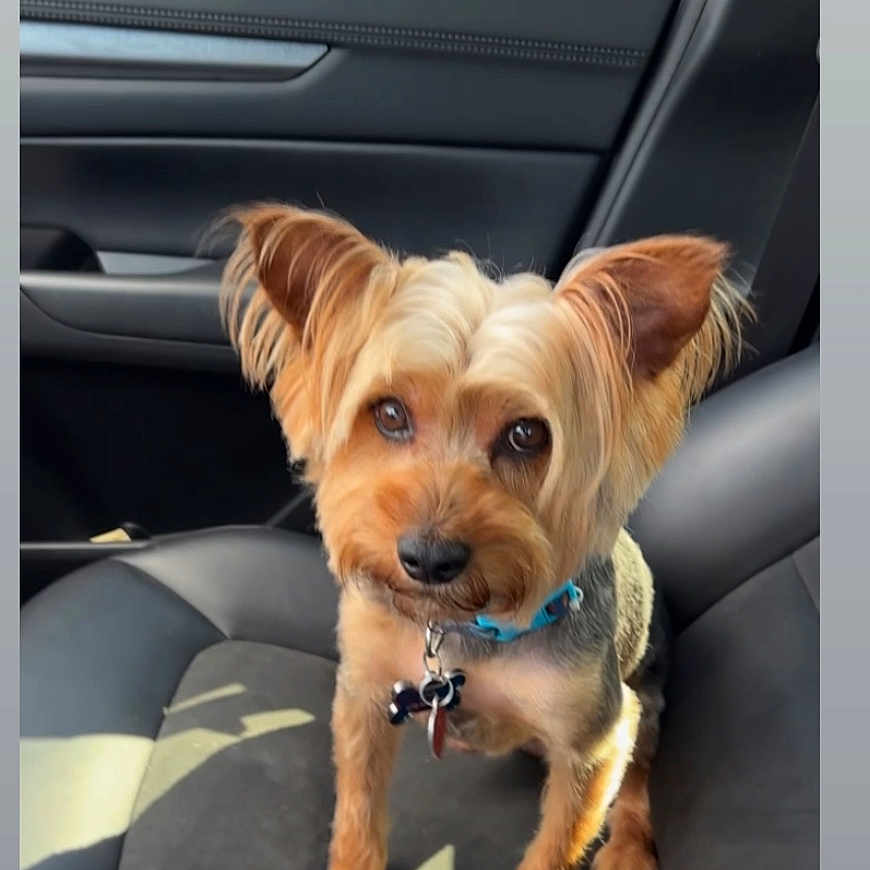 Kaston joined the competition — help win amazing prizes! animal, blue_collar, canine, car_door, car_interior, close_up, collar_tag, daylight, dog, ears_up, gray_fur, indoor, leather_seat, looking_up, pet, sitting, small_dog, tan_fur, vehicle, window