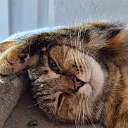 Yuna a rejoint le concours — aidez-le/la à gagner de superbes lots ! cat, tabby, pet, feline, sleeping, lying_down, upside_down, paw, whiskers, striped_fur, brown_fur, green_eyes, relaxed, cozy, couch, indoor, close_up, portrait, animal, nap