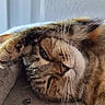 cat, tabby, pet, feline, sleeping, lying_down, upside_down, paw, whiskers, striped_fur, brown_fur, green_eyes, relaxed, cozy, couch, indoor, close_up, portrait, animal, nap