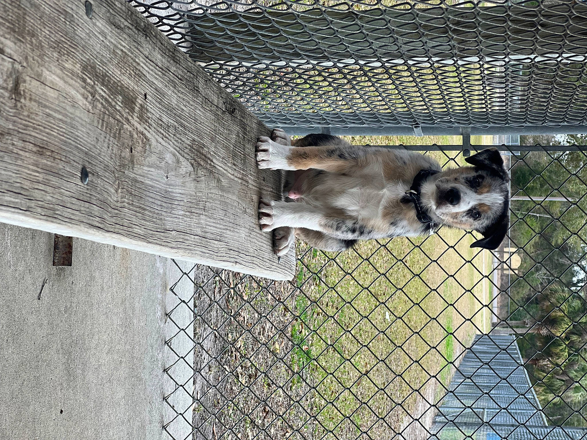 Duke is registered to the contest to win money with this photo: animal_shelter, cage, chain_link_fencing, composite_material, dog, dog_breed, dog_supply, fence, home_fencing, mesh, metal, net, pet_supply, service, snout, wire_fencing, wood