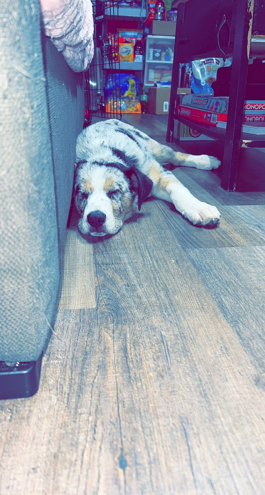 Duke joined the competition — help win amazing prizes! canidae, carnivore, cloud, comfort, companion_dog, dog, dog_breed, dog_collar, fawn, floor, flooring, fur, hardwood, metal, square, tail, toy_dog, wood, wood_flooring, working_animal