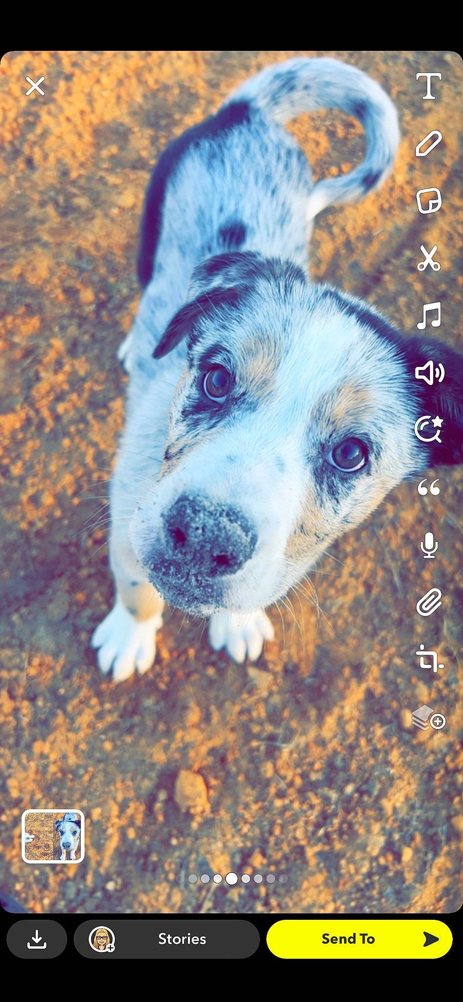 Duke joined the competition — help win amazing prizes! ancient_dog_breeds, canidae, carnivore, companion_dog, dog, dog_breed, electric_blue, font, fur, grass, happy, herding_dog, photo_caption, snout, soil, sporting_group, terrestrial_animal, whiskers, working_animal, working_dog